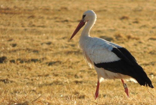 stork bird harvest