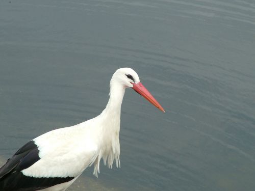 stork bird water