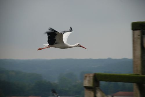 stork bird flight glide