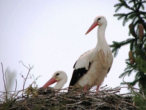 stork bill white stork