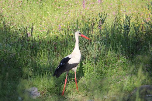 stork bird nature