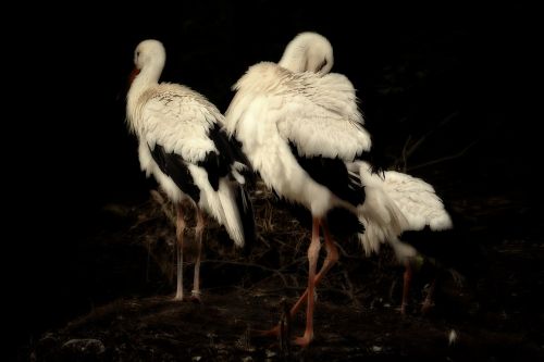 stork bird black and white