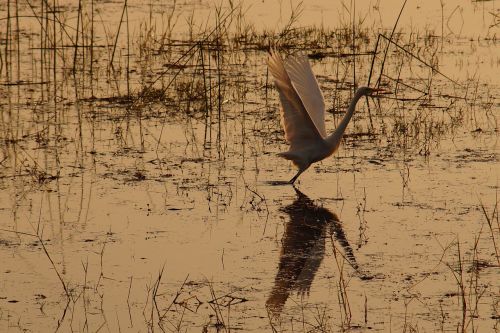 stork bird lake
