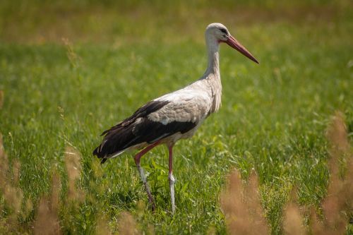 stork bird village