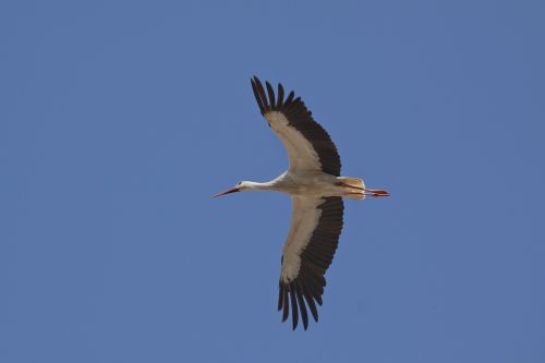 stork bird white stork