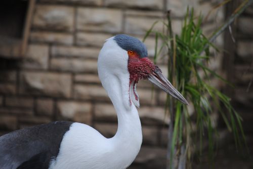 stork waddle white
