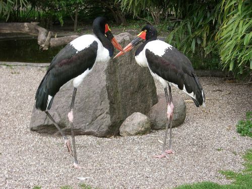 stork stork type saddle stork