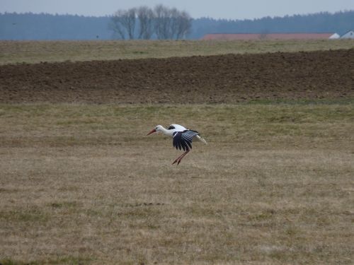 stork approach bird