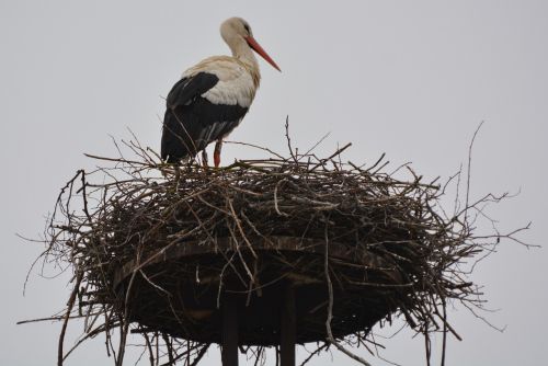 stork animal bird