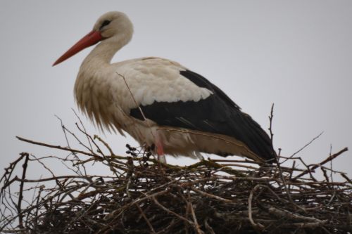 stork animal bird