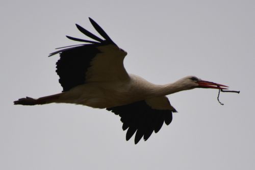 stork animal bird