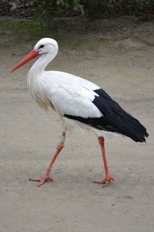 stork animal bird