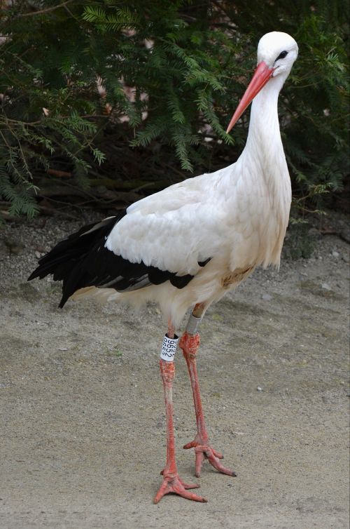 stork animal bird