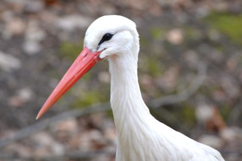 stork animal bird