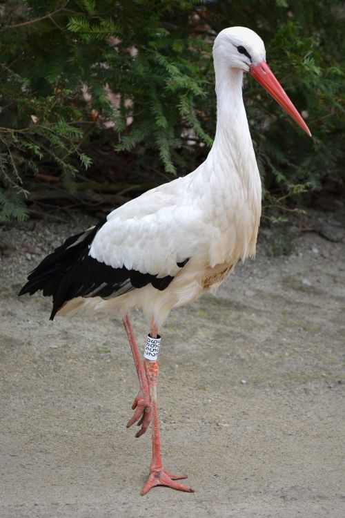 stork animal bird