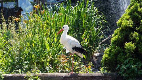 stork bird animal