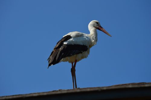 stork bird plumage