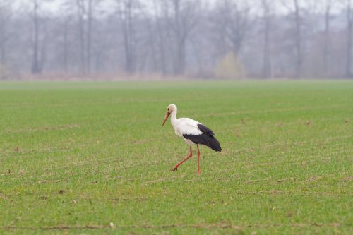 stork spring animals