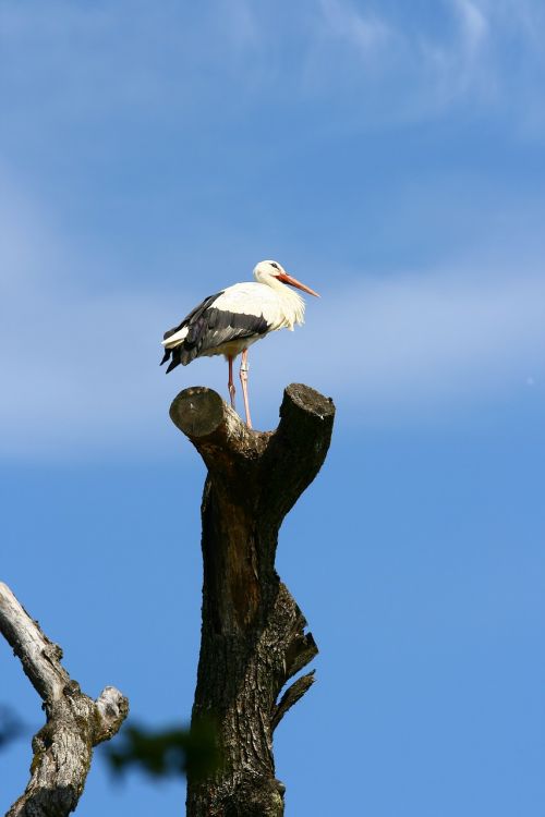 stork tree freedom