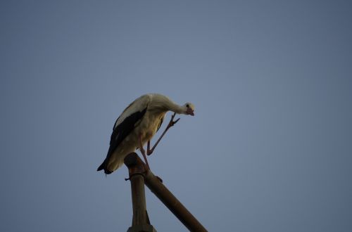 stork bird birds