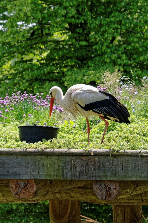 stork bird animals