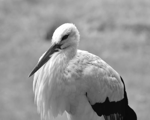 stork bird plumage