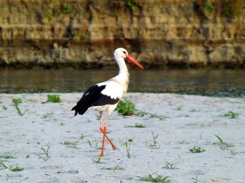 stork birds sand