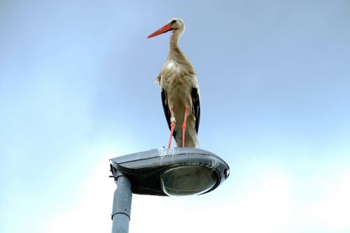 stork street light rest