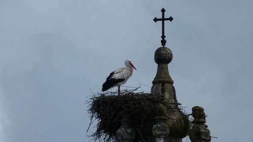 stork bird animal