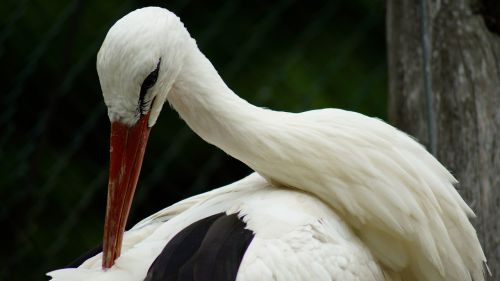 stork bird animal