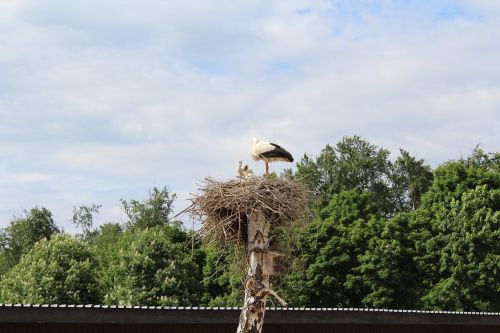 stork nest park