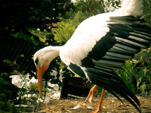 stork bird white