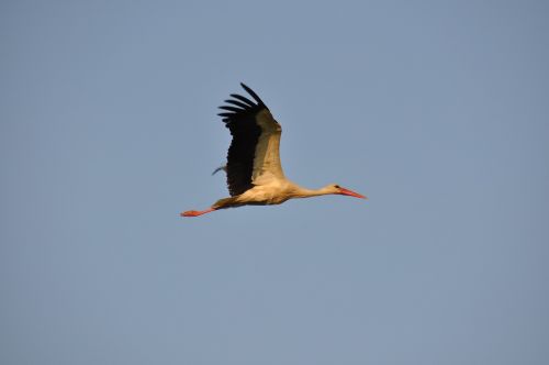 stork sky bird