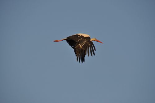 stork sky flight