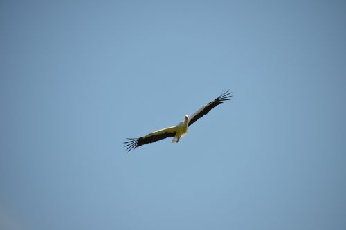 stork flight stork bird