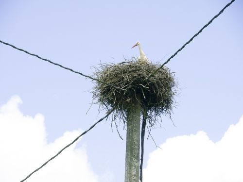 stork nest post castro read riveras
