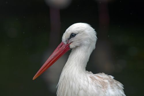 stork portrait white stork ciconia