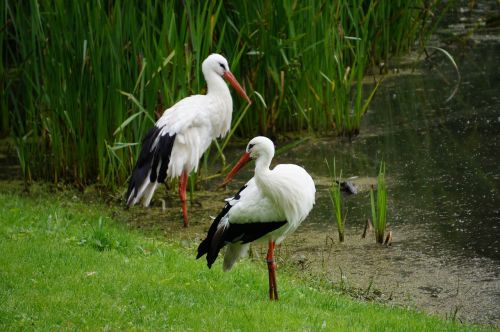 storks pond park