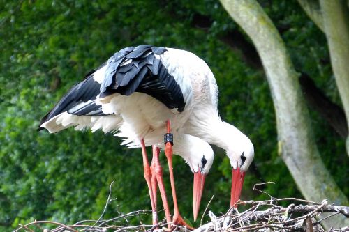 storks stork bird