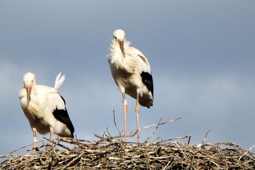 storks stork couple storchennest