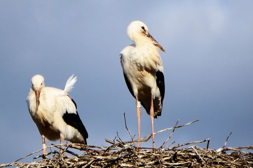 storks stork couple storchennest