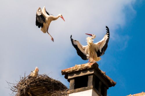 storks birds animal