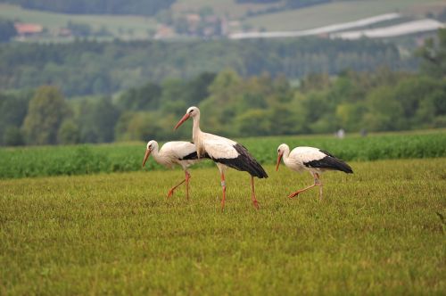 storks bird stork