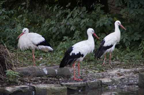 storks three rattle stork