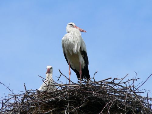 storks nest sky