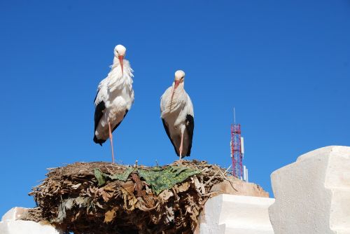 storks birds nest