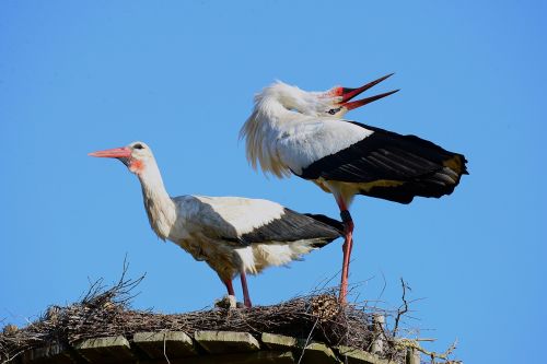 storks white stork balz