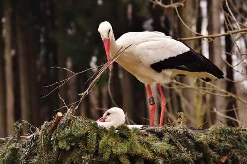 storks nest building pair