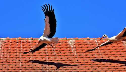 storks birds fly