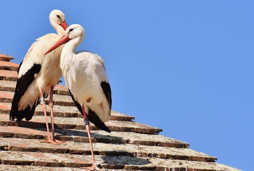 storks pair birds
